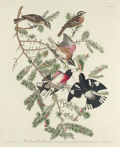 Rose-breasted Grosbeak by John James Audubon